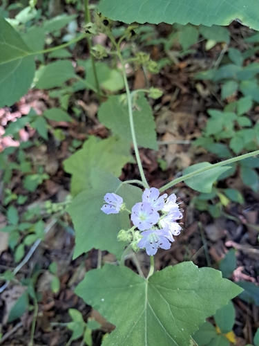 Hydrophyllum appendiculatum, photograph 2