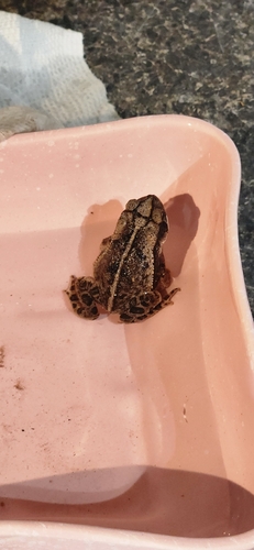 Gulf Coast Toad