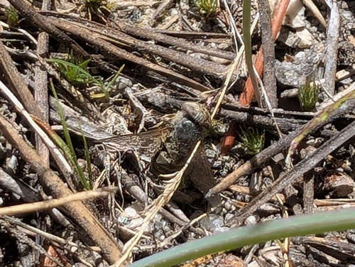 iNaturalist observation photo of Flies