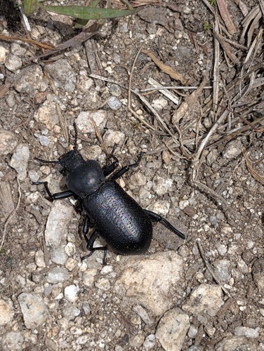 iNaturalist observation photo of Serrated Darkling Beetle