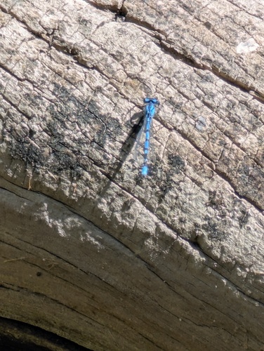 iNaturalist observation photo of Narrow-winged Damselflies