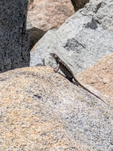 iNaturalist observation photo of Sceloporine Lizards