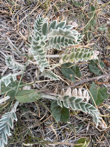 Astragalus mollissimus, photograph 2
