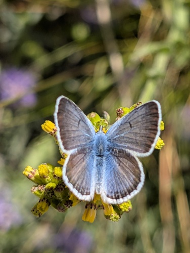 iNaturalist observation photo of Icaricia