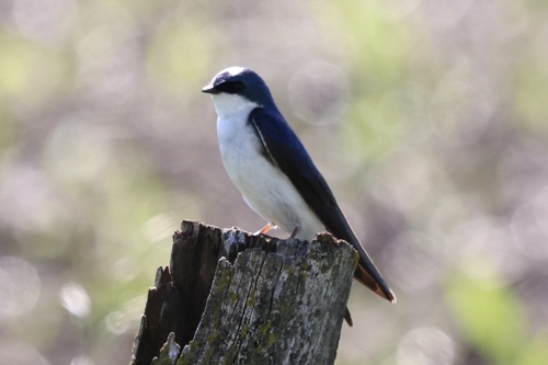 Tree Swallow
