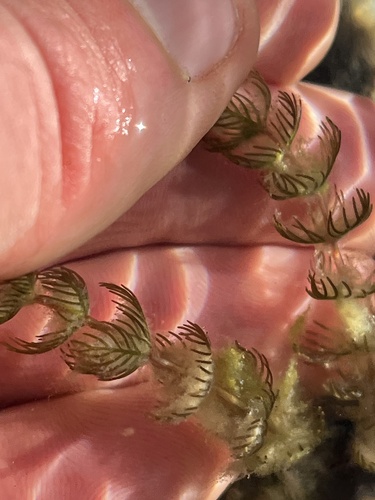 Myriophyllum triphyllum observed 2026-06-26
