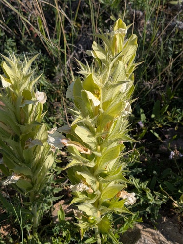 Acanthus hirsutus
