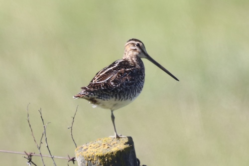Wilson's Snipe