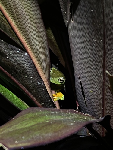 White-edged Tree Frog
