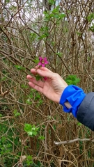 Rubus spectabilis spectabilis