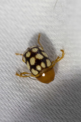 Cryptocephalus guttulatus