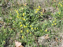 Rorippa sinuata