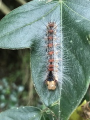 Lymantria xylina