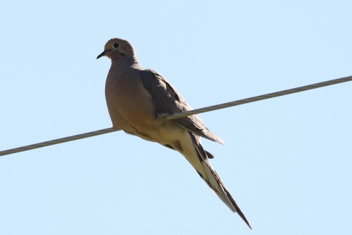 Mourning Dove