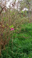 Rubus spectabilis spectabilis