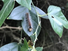 Lymantria xylina