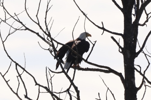 Bald Eagle
