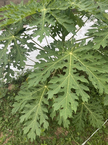 Papaya