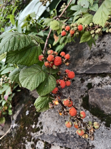 Rubus parviaraliifolius, photograph 2