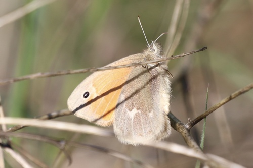 Common Ringlet