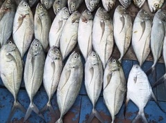 Caranx crysos