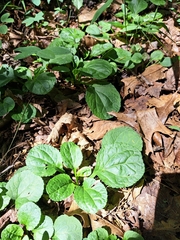 Packera obovata, photograph (c) Bob Schwartz, some rights reserved (CC BY)