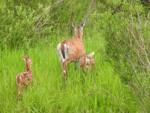 White-tailed Deer