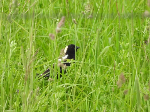 Bobolink
