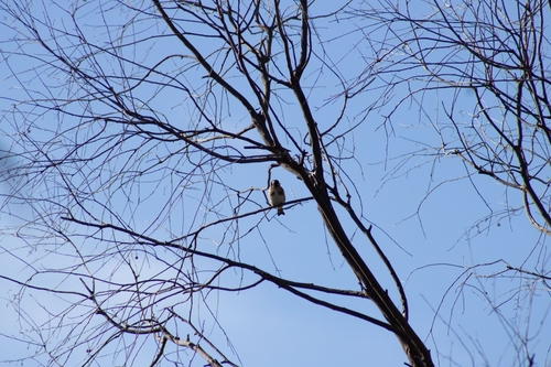 European Goldfinch
