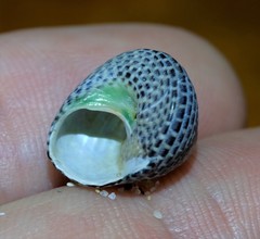 Chlorodiloma adelaidae