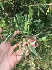 Melaleuca salicina