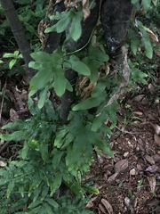 Lygodium japonicum