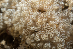 Aplidium turbinatum