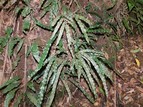 Lomariopsis boninensis observed 2026-04-23