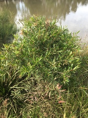 Melaleuca salicina