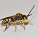Nomad Bees - Photo (c) Riley Walsh, some rights reserved (CC BY-NC), uploaded by Riley Walsh
