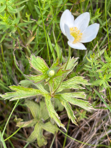 Canada anemone