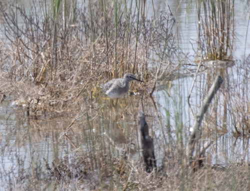 Wood Sandpiper