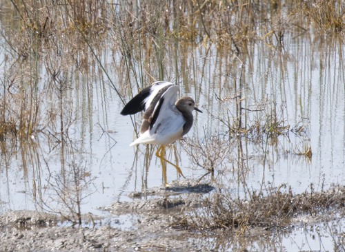 White-tailed Lapwing