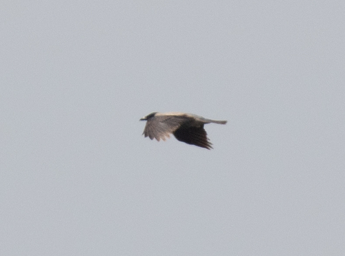 Hooded Crow