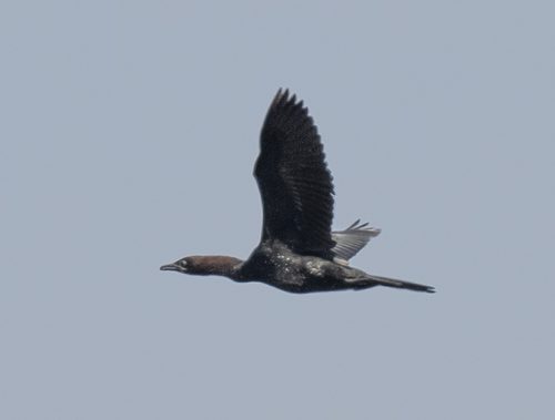 Pygmy Cormorant