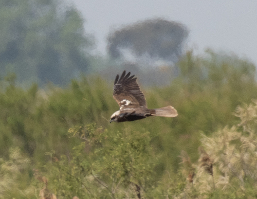 Eurasian Marsh Harrier