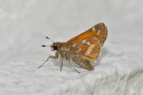 Huron Skipper, photo 6 of 7