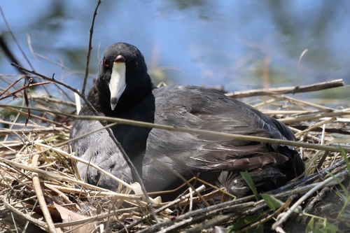 American Coot