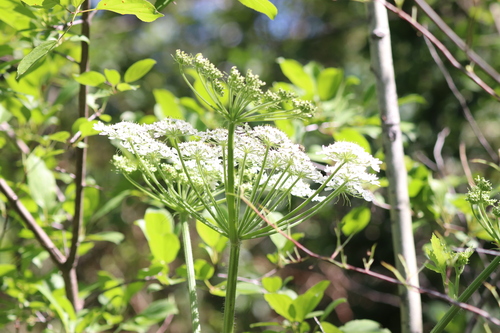 common cowparsnip