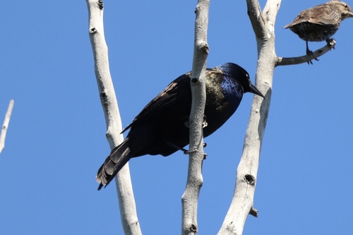 Common Grackle