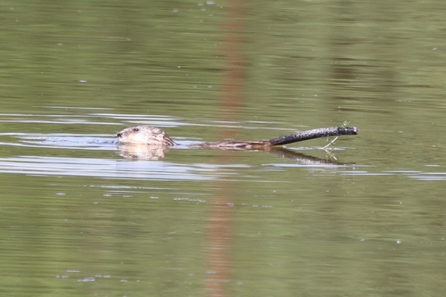 Muskrat