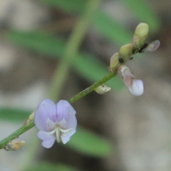 Astragalus silvisteppaceus