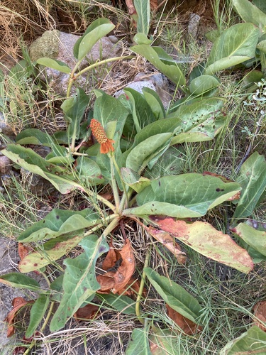 yerba mansa (Anemopsis californica)