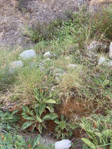 Anemopsis californica